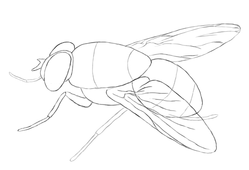 Как нарисовать муху?